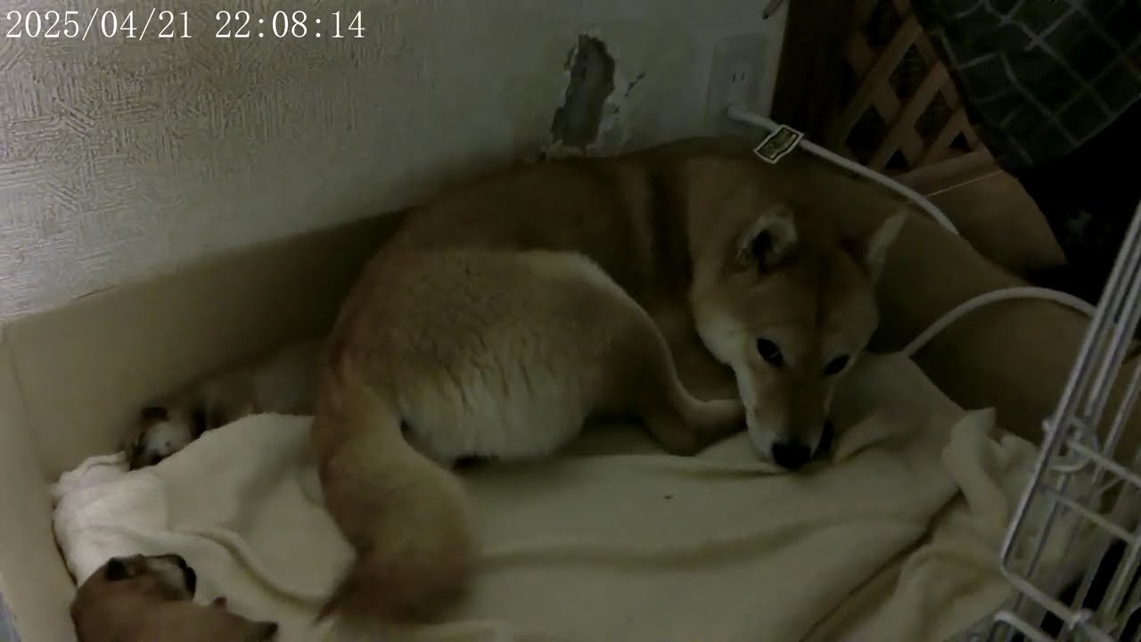 柴犬　出産　赤ちゃん　柴犬　リュウ　柴犬　ユリ　誕生！！　生後３日目　柴犬ファミリー　編　@takachannel.campingcar
