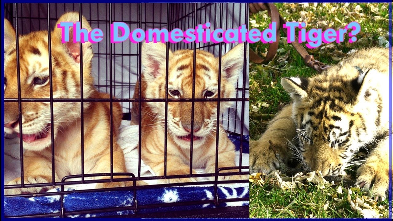 Here's How Tigers Can Be Domesticated