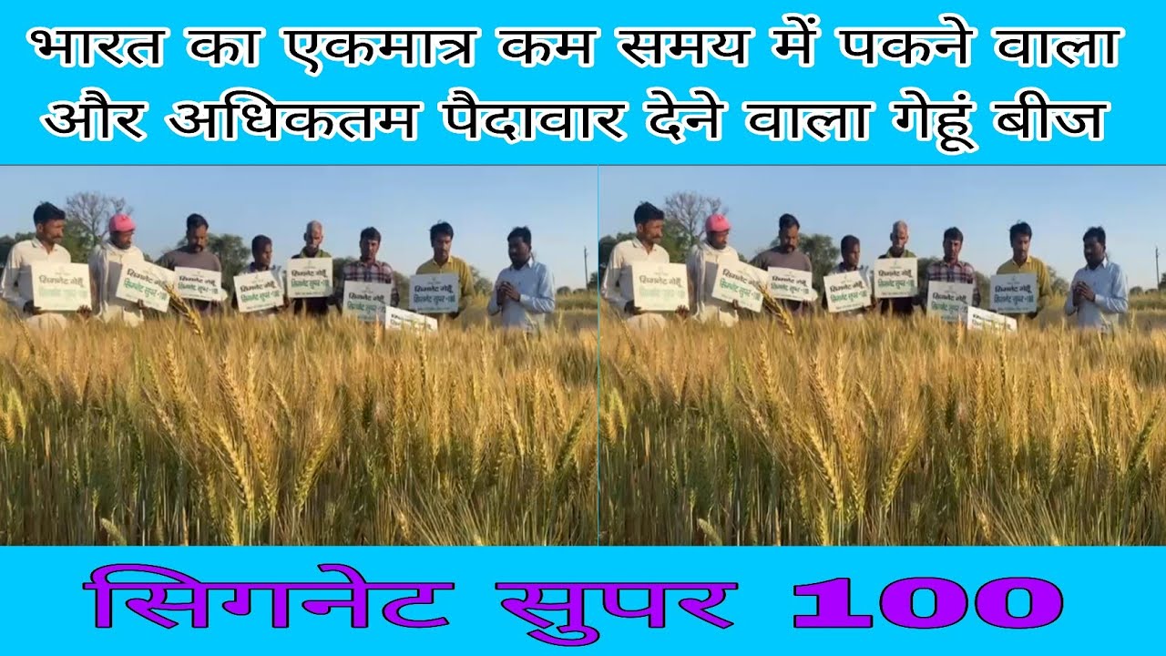 सिगनेट रिसर्च गेहूं सुपर 100 ने किसानों को किया मालामाल,सभी राज्यों के लिए उपयुक्त गेहूं किस्म