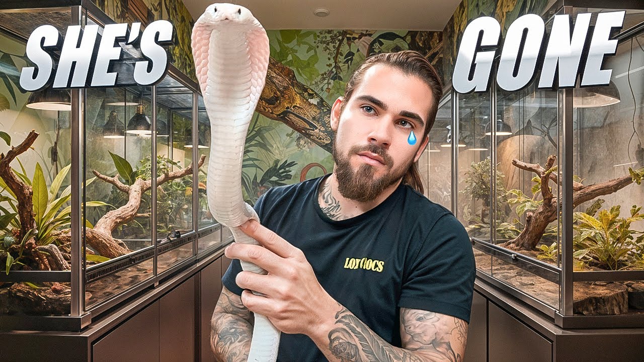My Favorite COBRA is GONE...