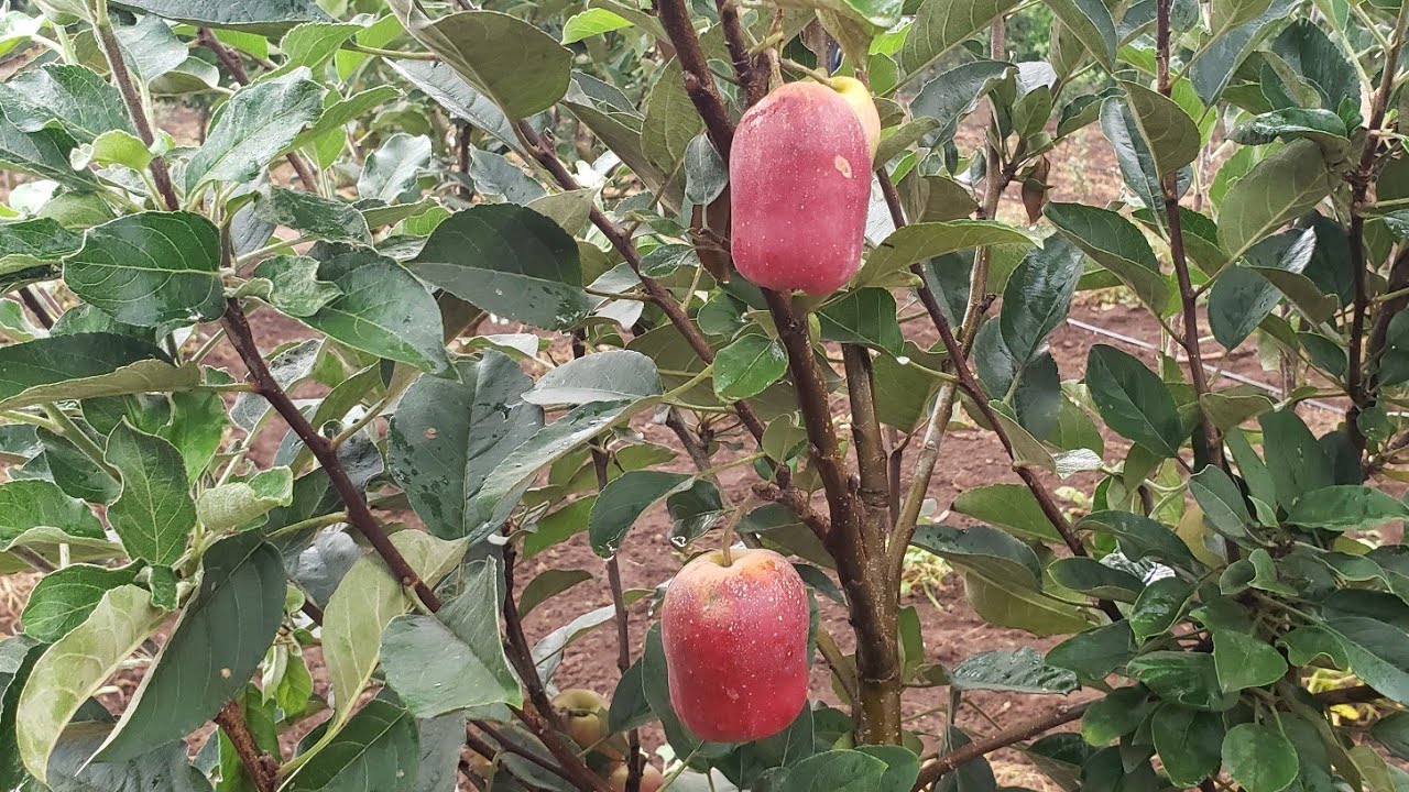 Growing Apples in Northern Uganda