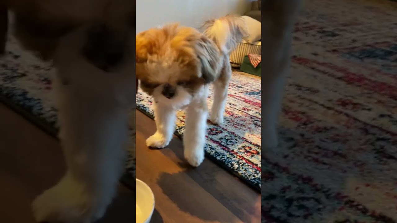 #Shihtzu