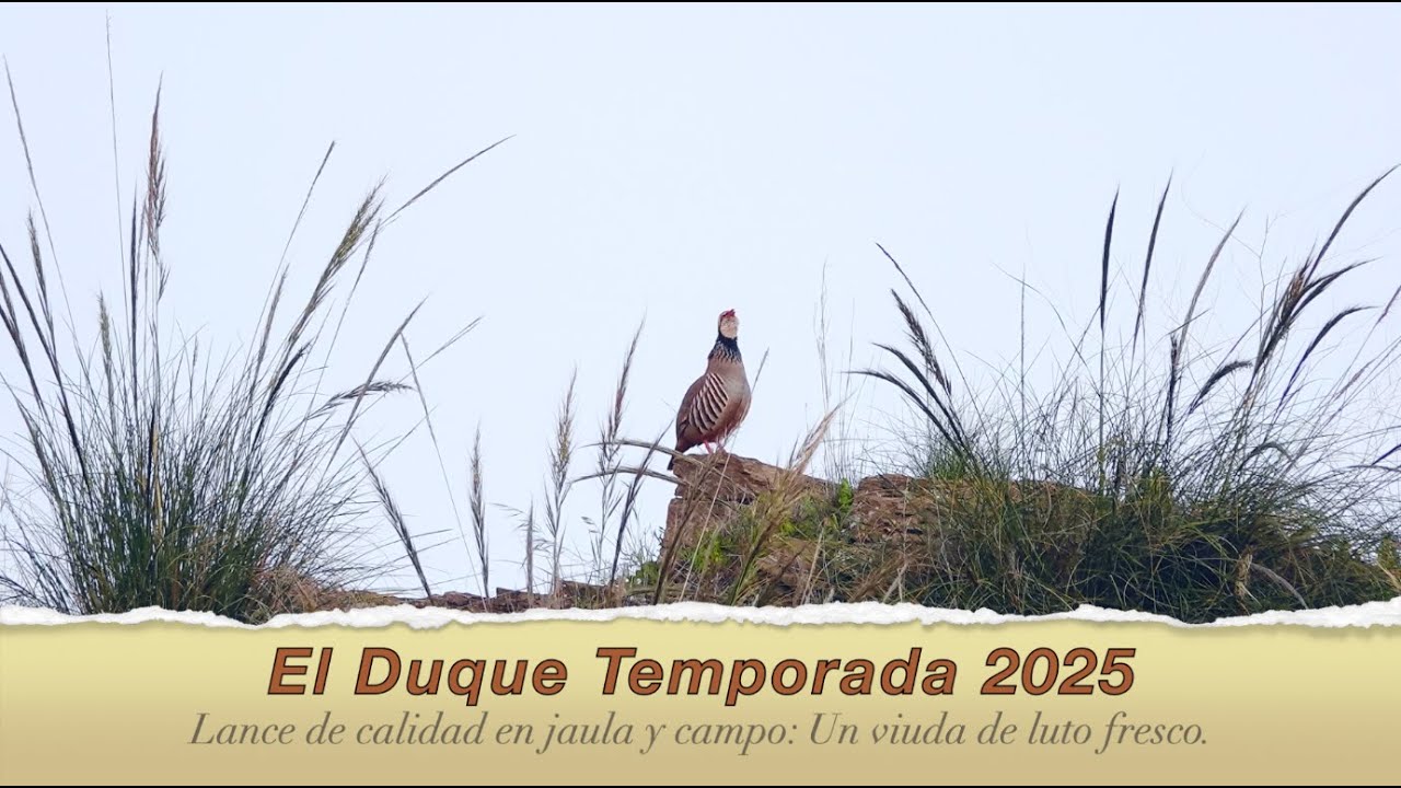 El Duque 2025 - Un pájaro muy especial.