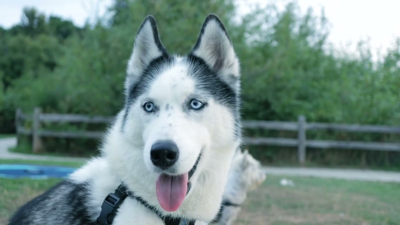 Husky Siberiano
