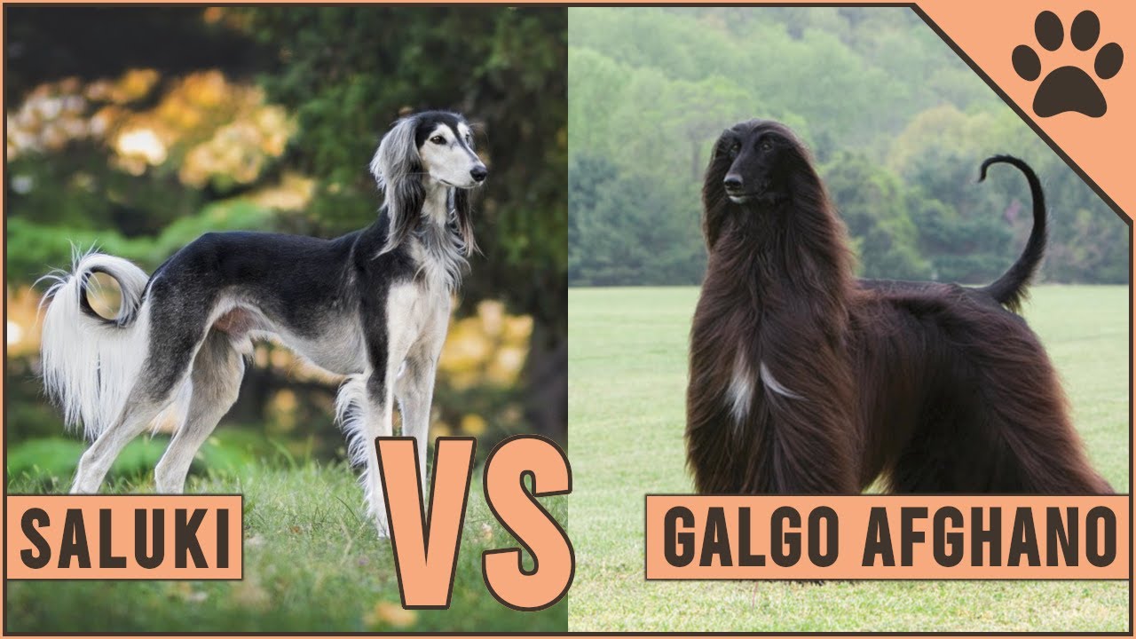 Saluki vs Galgo Afghano ¿Qué raza de perro es mejor? | Perros Mundo