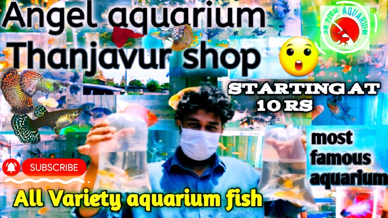 THANJAVUR MOST FAMOUS ANGAL AQUARIUM SHOP COLOUR AQUARIUM FISH COLLECTION |sa fish aquarium IN TAMIL