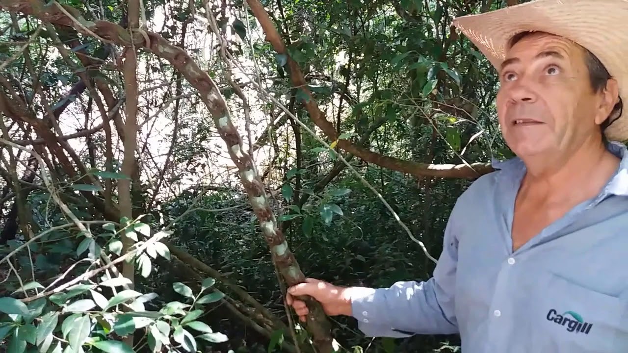 PLANTAS MEDICINAIS NA  FRORESTA  DO  MEU SITIO