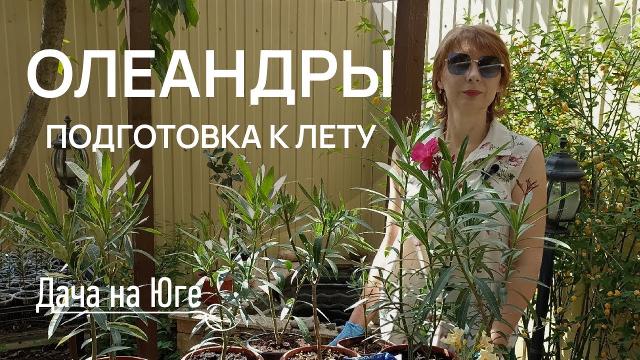 Дача на Юге - Подготовка олеандров к лету
