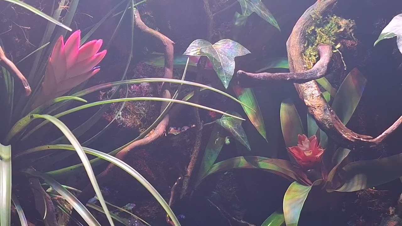 Bromelia in paludarium 