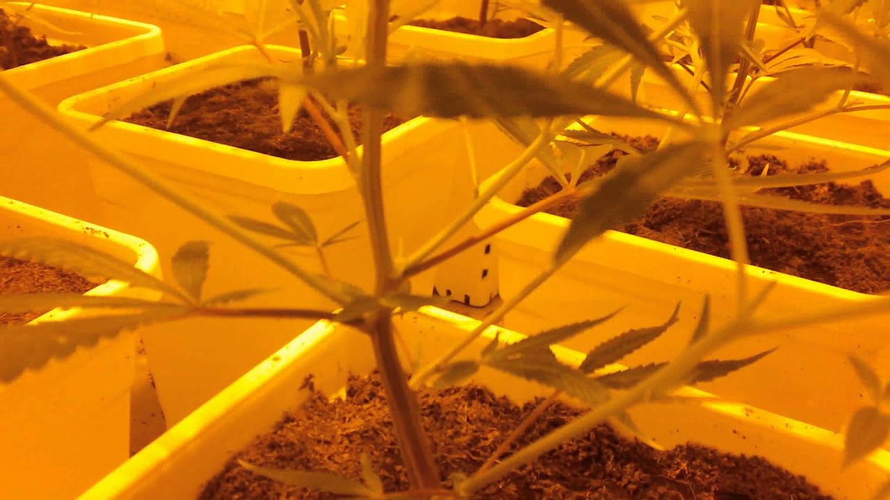 Room A - Super Diesel Haze Cannabis Grow - Part 1