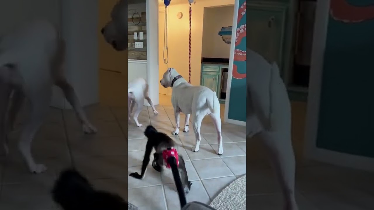 Protect me big bro 🙈 #doglover #dogo #dogoargentino #monkey #animals #dog #funny #videooftheday