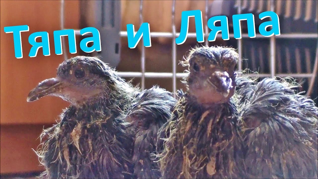 Тяпа и Ляпа (НАЗАД В ПРОШЛОЕ)