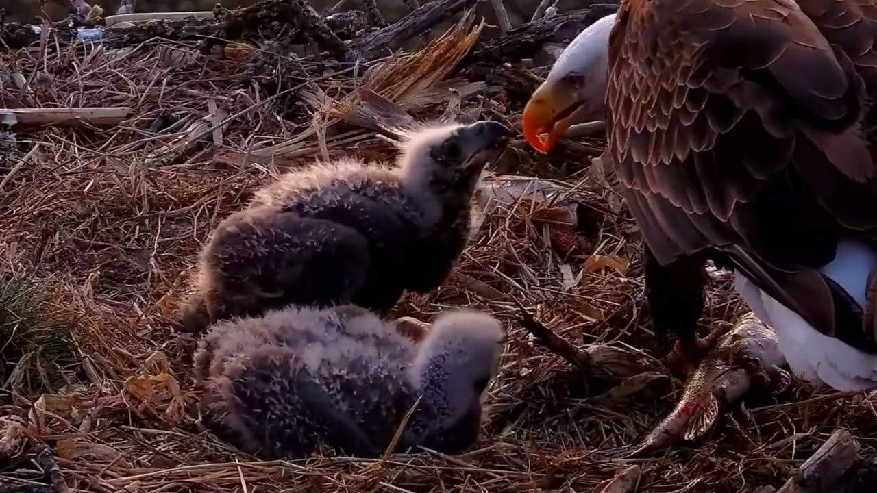 S05#133 #baldeagle | Review mother bird brings food to feed her chicks | bird nest with nature S05