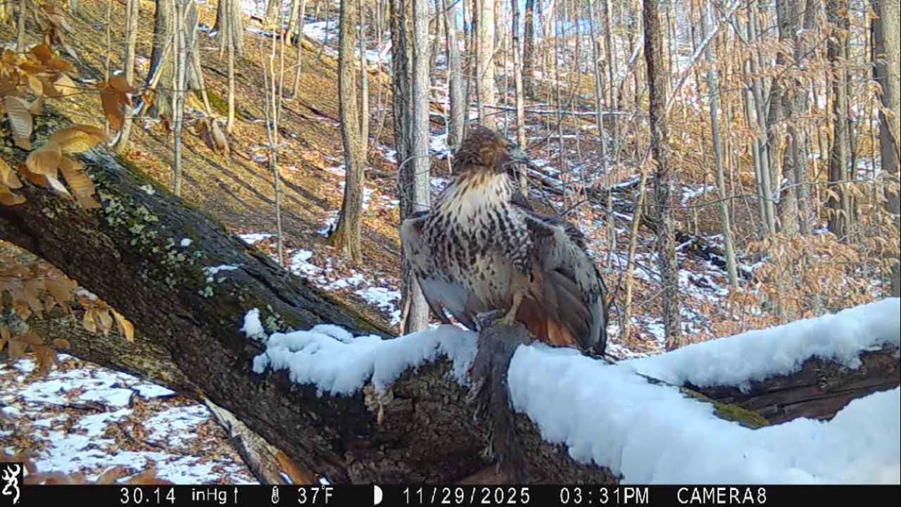 Upstate New York wildlife, beaver, hawk, skunk, opossum, owl, raccoons. Trail cam.