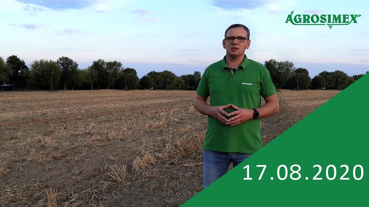 Posiewne zwalczanie chwast&oacute;w w rzepaku ozimym- komunikat rolny Agrosimex