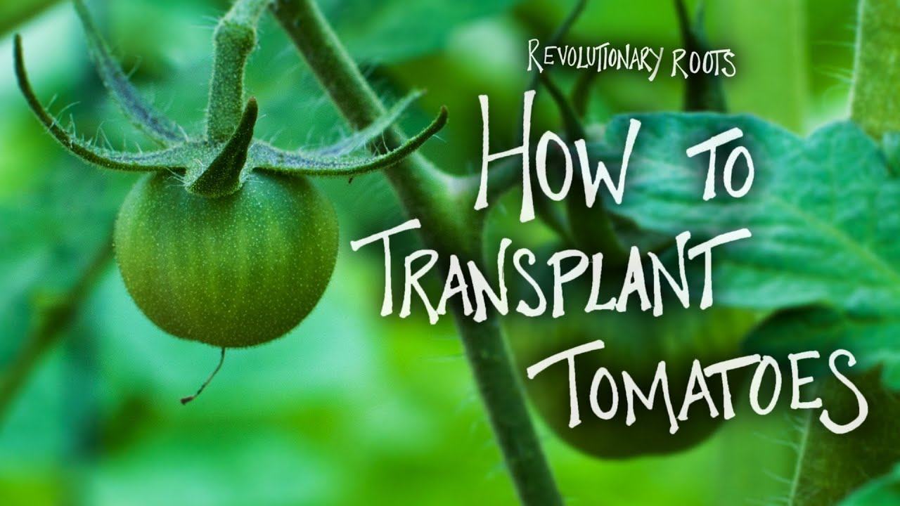 How to Transplant Tomatoes - Farming/Gardening Lesson  - Revolutionary Roots
