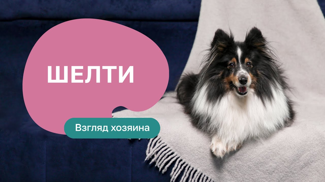 Шелти &mdash; все о породе, плюсы и минусы &mdash; шоу &laquo;Ожидание/реальность&raquo;