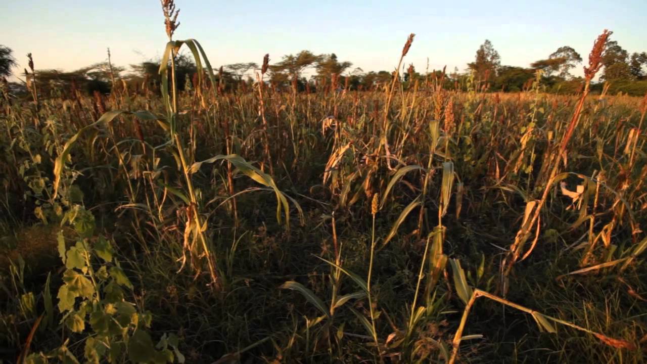 Agroforestry in Kenya is supporting both climate adaptation and mitigation