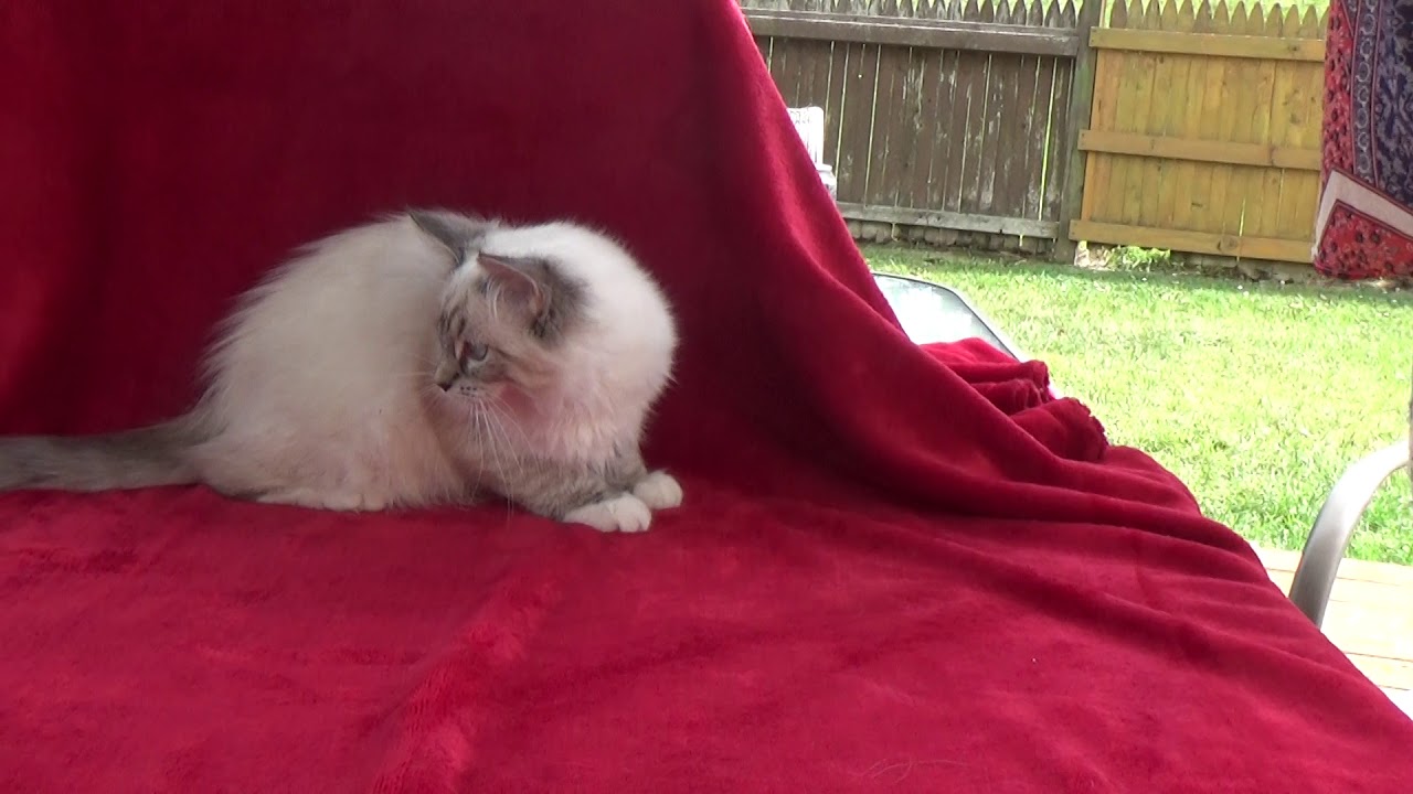 $800 -SALE DUMPLINGS FEMALE SEAL LYNX  MITTED- A Ragdoll To Love Cattery September 4, 2019