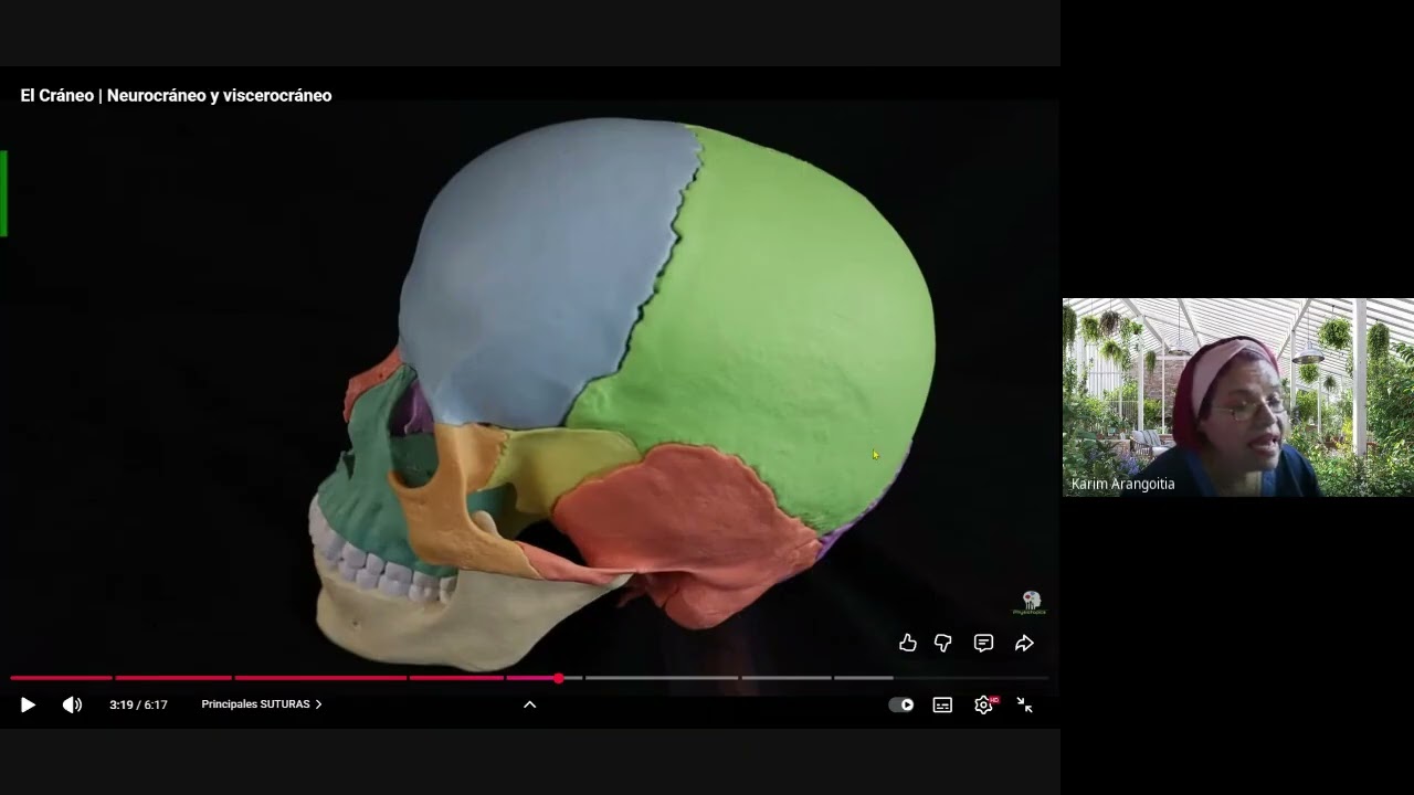 Clase VI_Columna vertebral: Anatomía, funciones, movimientos, región cervical, hechos con plastilina