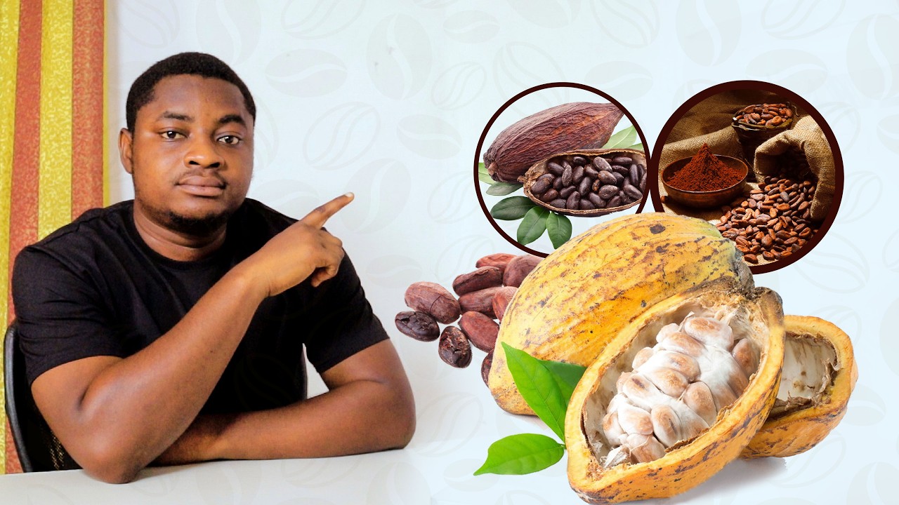 Ghana&rsquo;s Cocoa Crisis Explained: Why Global Prices Are Falling & What It Means for Farmers