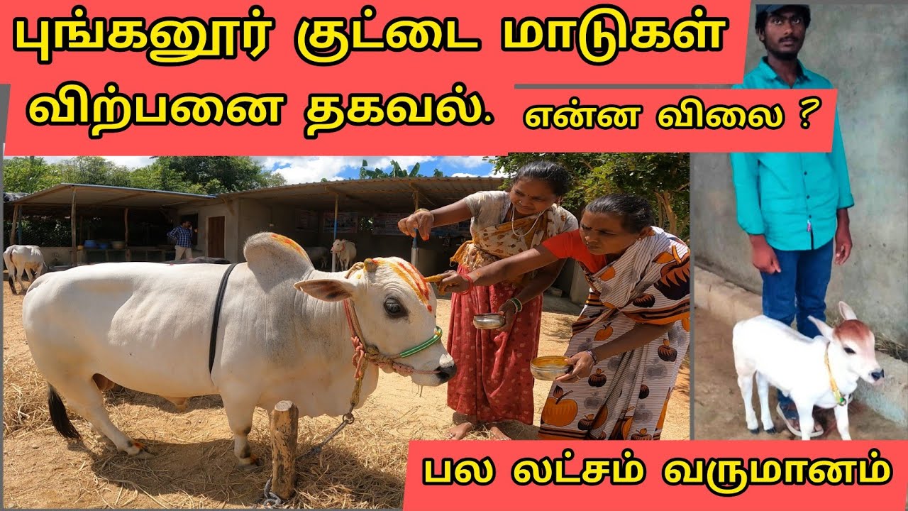 புங்கனூர் குட்டை இன நாட்டு மாடுகள் விற்பனை வாங்கலாமா ? முழு விவரம்