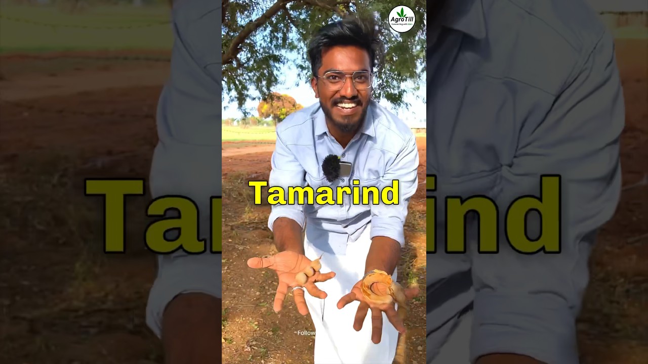 Tamarind Farming in Tamil Nadu 🌴😱 | Agrotill | #farming #shorts