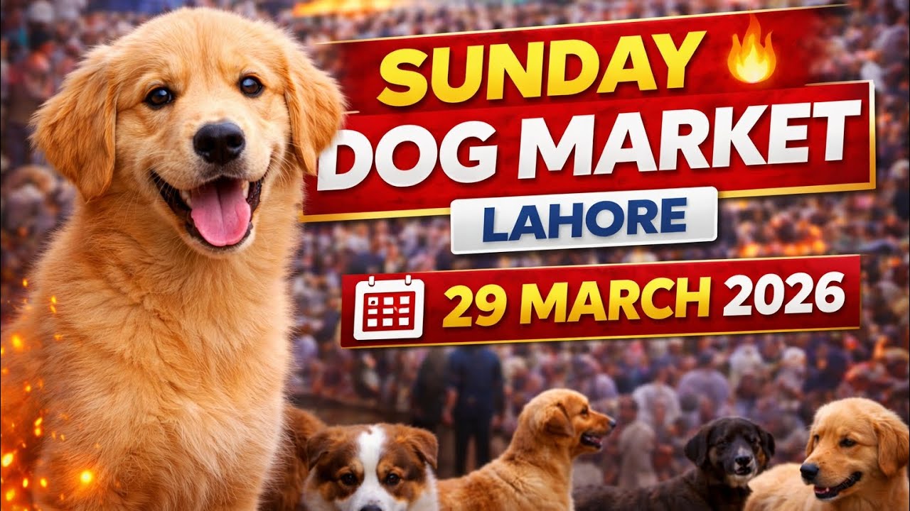 Sunday Dog Market Lahore | Dogs Ki Mandi Tollinton Market Lahore | Lahori Dog Market | 29 March 2026