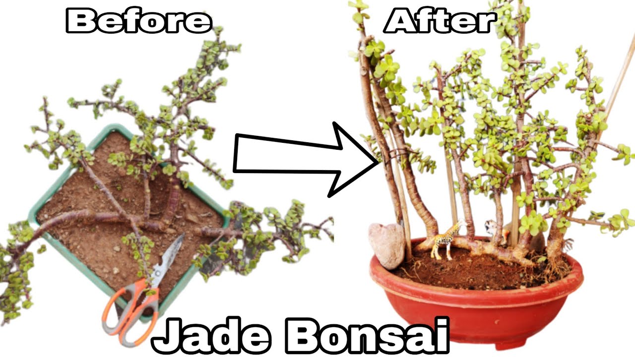 How to make Jade bonsai, Jade bonsai :: Raft style bonsai making