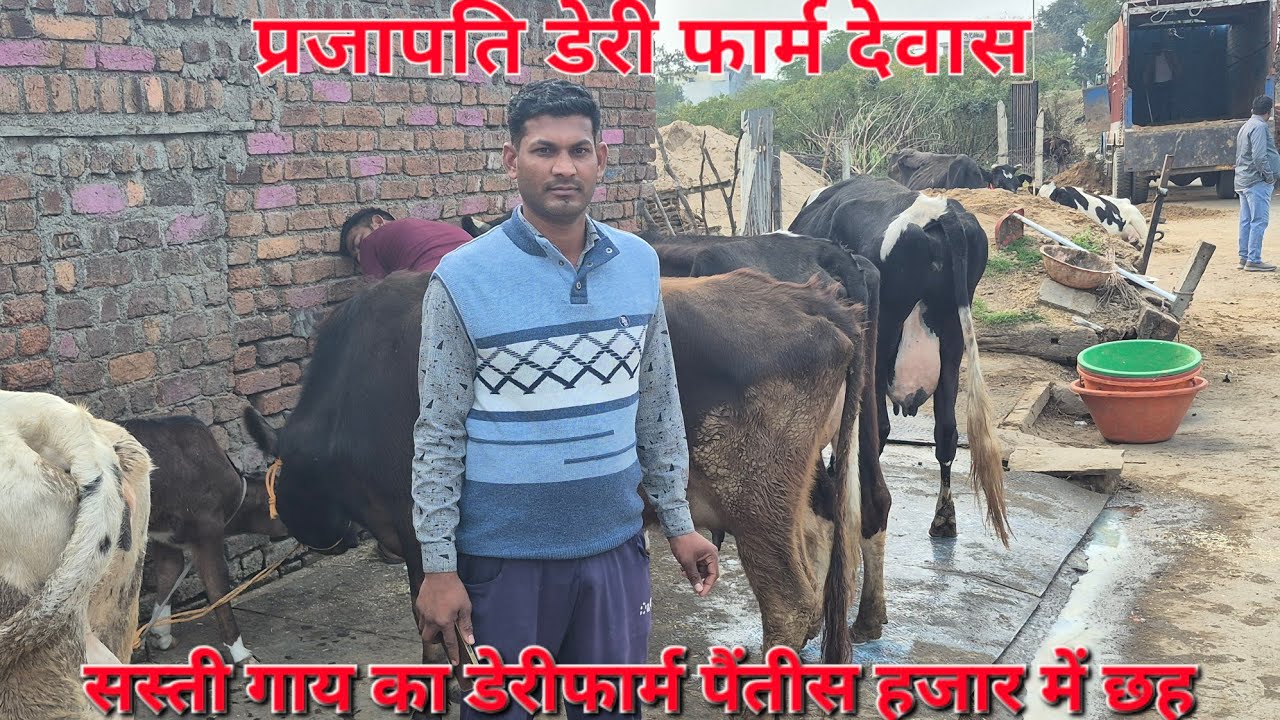 #cow सस्ती गाय के लिए प्रजापति #डेयरी फार्म देवास। #मध्य प्रदेश विजिट करें 60000 में 9 L की गाय  