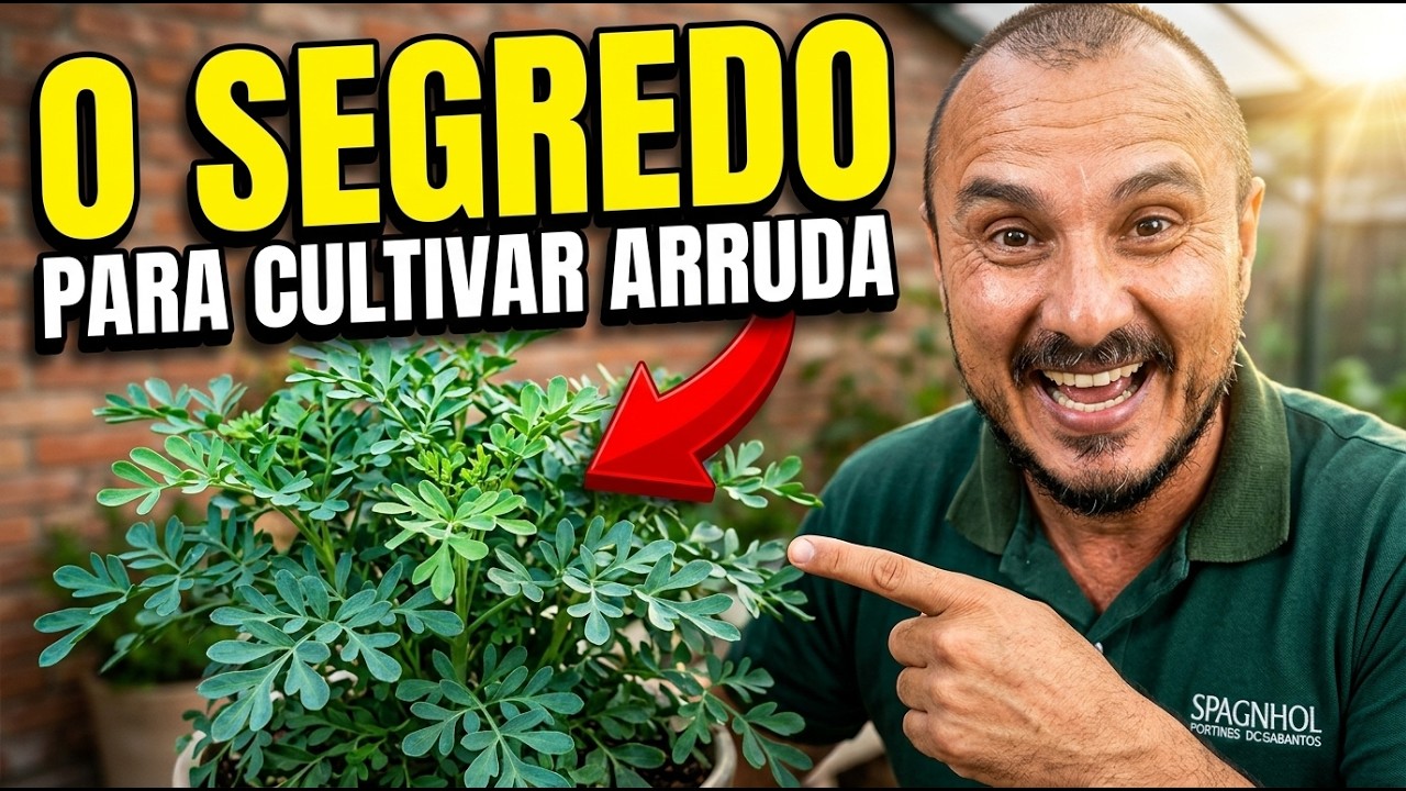 Como cultivar ARRUDA em VASO | Dicas e segredos
