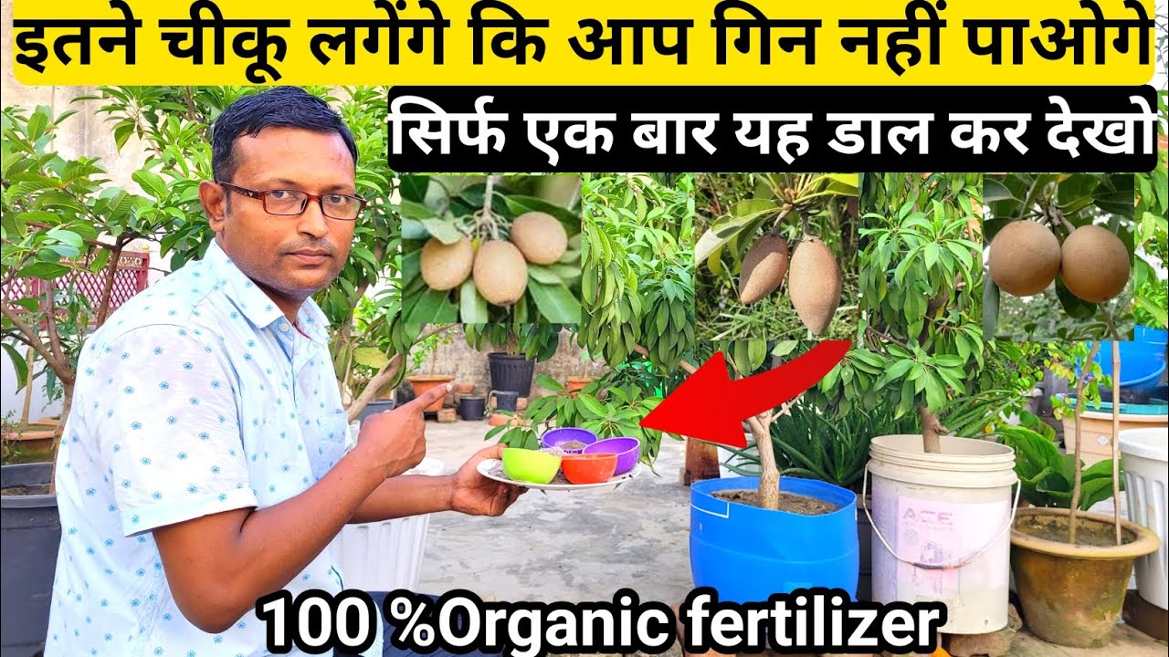 इतने चीकू लगेंगे कि आप गिन नहीं पाओगे | सिर्फ एक बार यह डाल कर देखो | 100% Organic Fertilizers