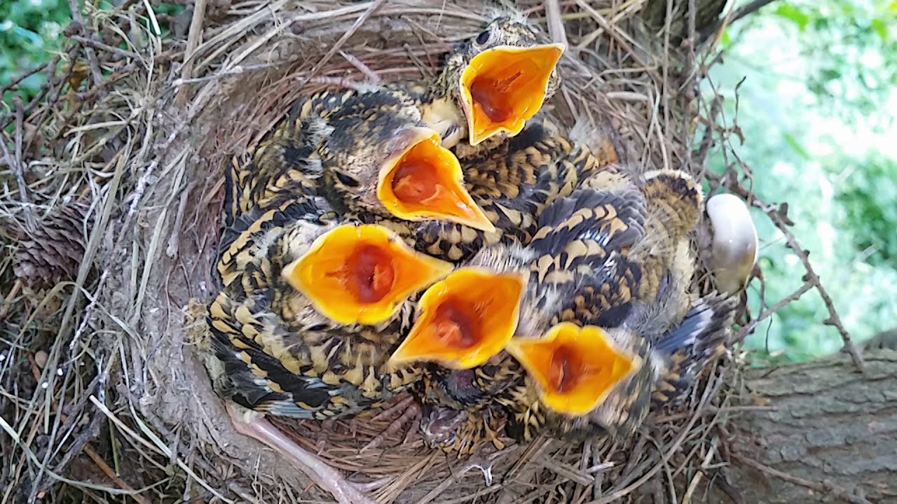 전세계 탑 1억3천만뷰 화재의 그영상 원본 호랑지빠귀 /  White's ground thrush