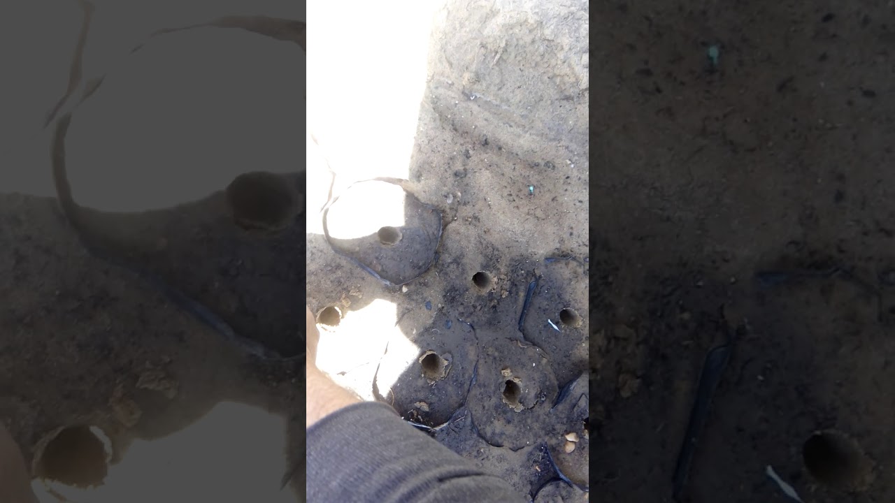 زراعه بزورالنارنج اوالبرتقال المر وفوائده