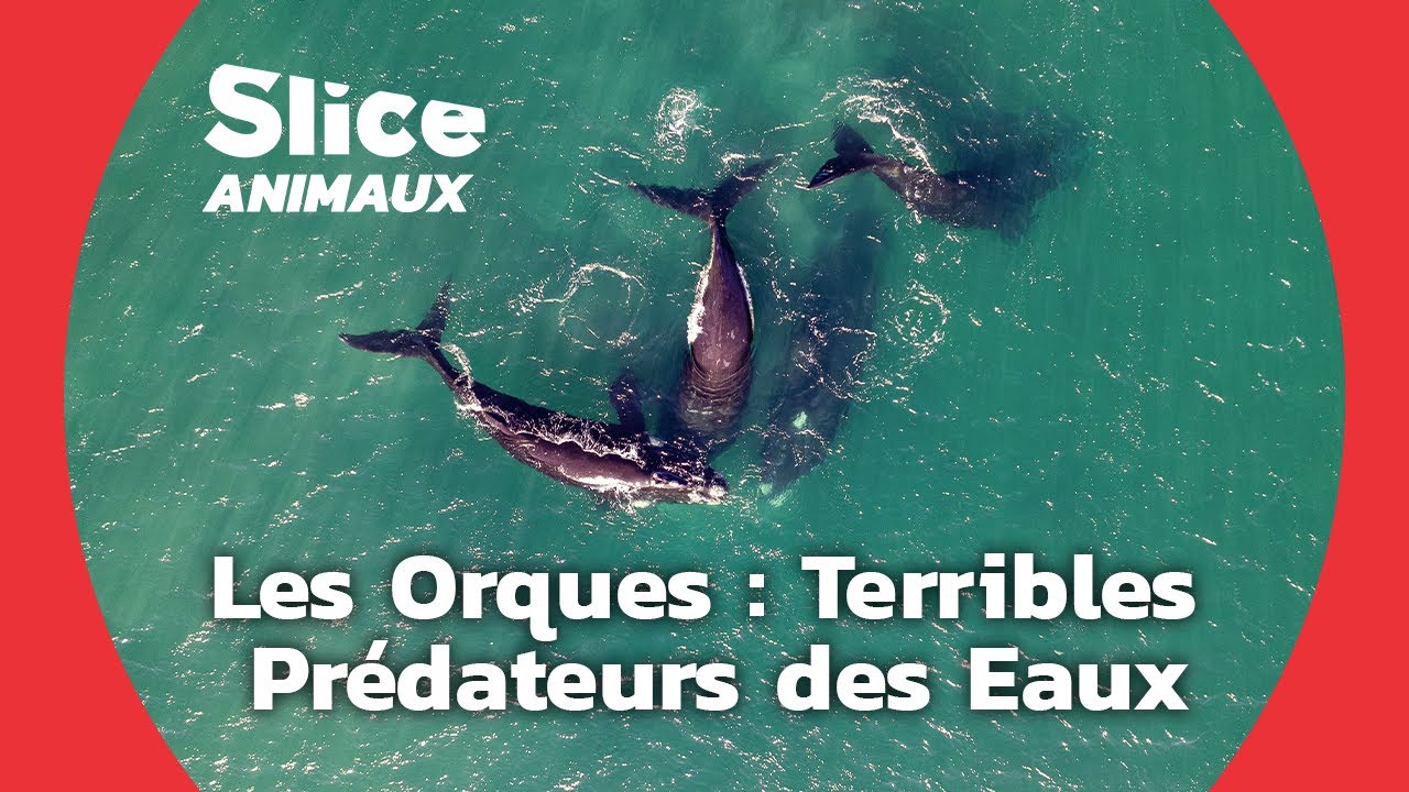 Les Techniques de Chasse des Orques I SLICE ANIMAUX