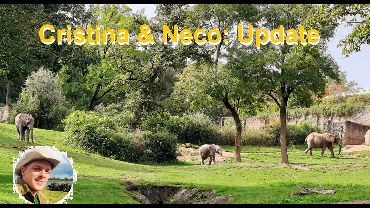 Opel-Zoo Kronberg: Neue Elefanten Cristina und Neco - Teil 2.
