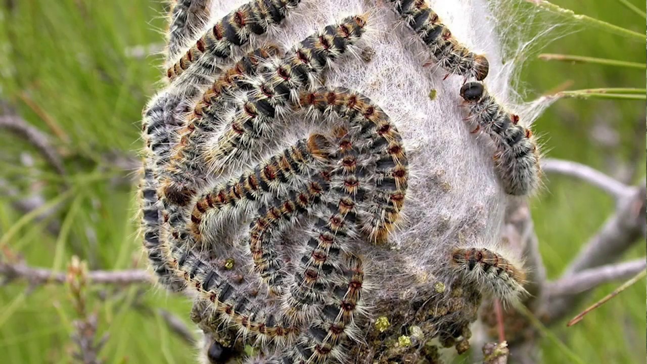 Collare processionaria thaumeteorex