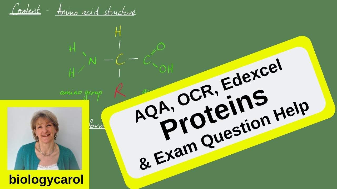A level Proteins for AQA, OCR and Edexcel, including Exam Question help