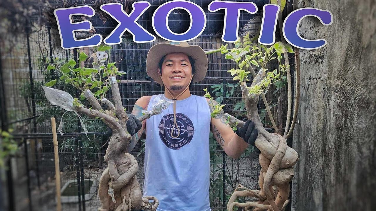 LIPAT TANIM ng mga EXOTIC Bougies
