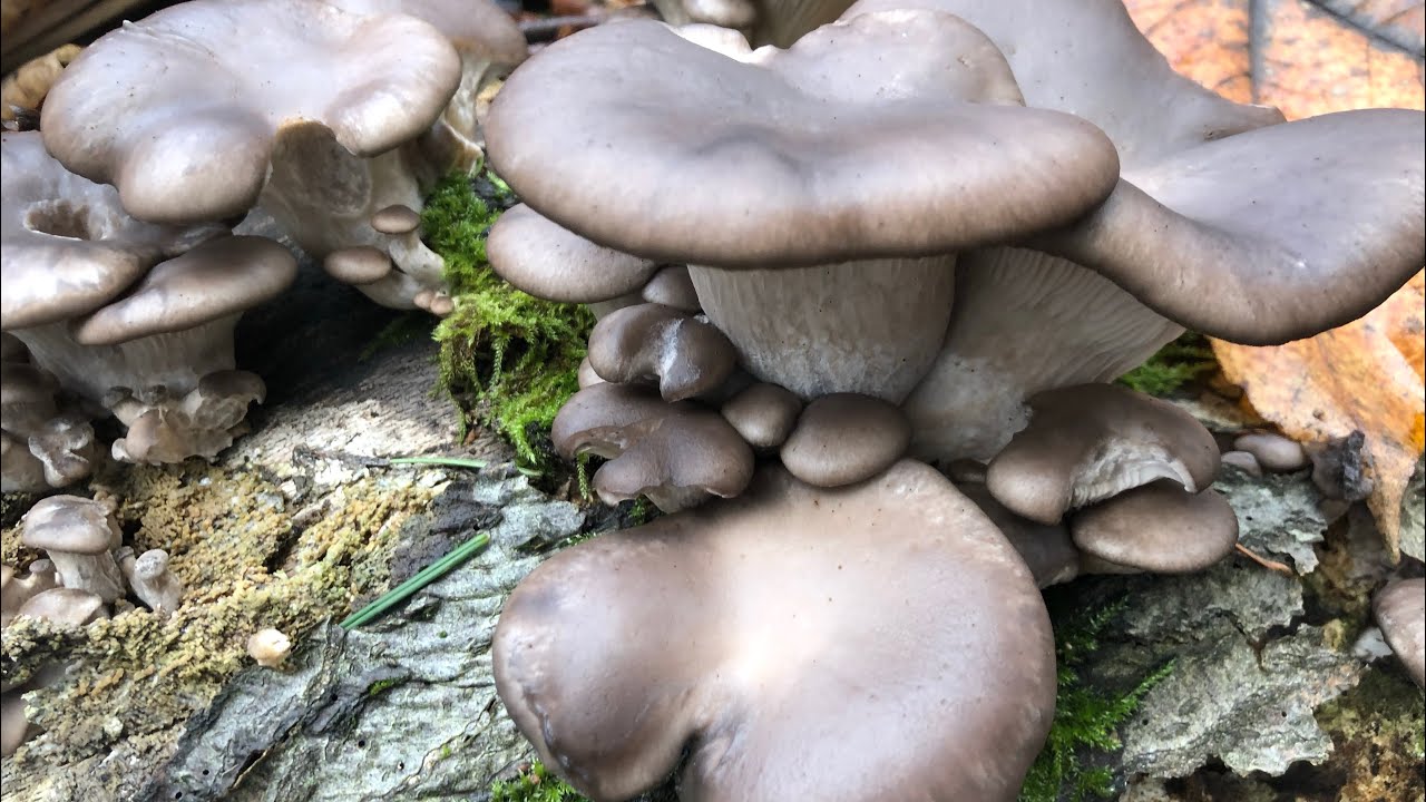เก็บเห็ดนางรมสวยงามตามธรรมชาติ#เป็นช่อเป็นกออ่อนอวบ#เยอะหมานอีกตามเคย#oyster mushrooms #22/12/29.