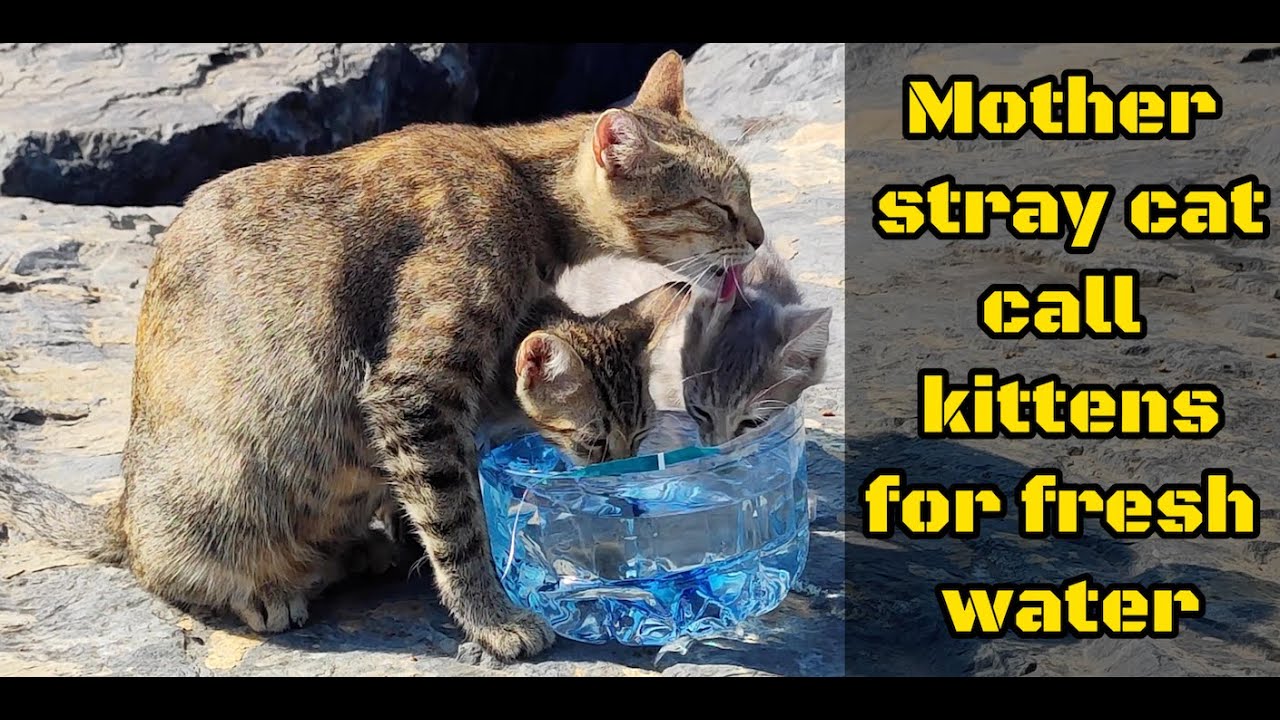 I couldn't believe my eyes, the mother cat called her kittens for fresh water