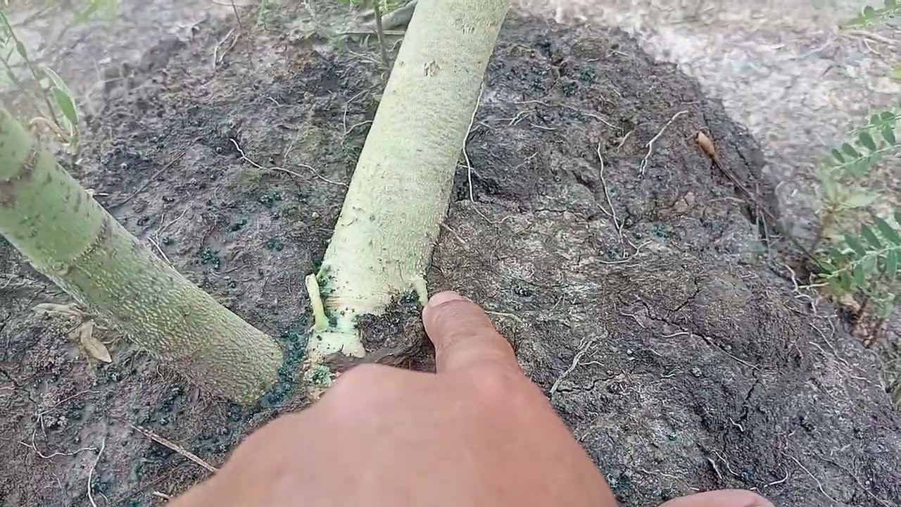 CHĂM SÓC CÂY ĐU ĐỦ 2 THÁNG TUỔI