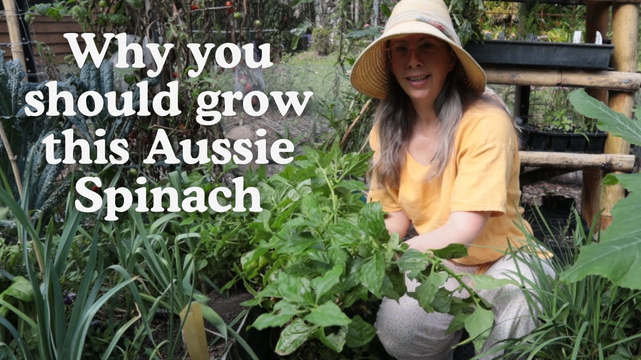 The easiest spinach to grow in the subtropics (you can't kill it - even in the summer!).