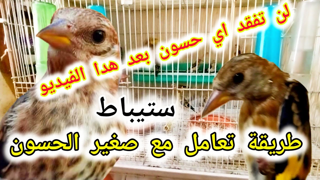 طريقة تعامل مع فرخ حسون صيد جديد صغير ( ستيباط) لن تفقد اي فرخ بعد هدا الفيديو
