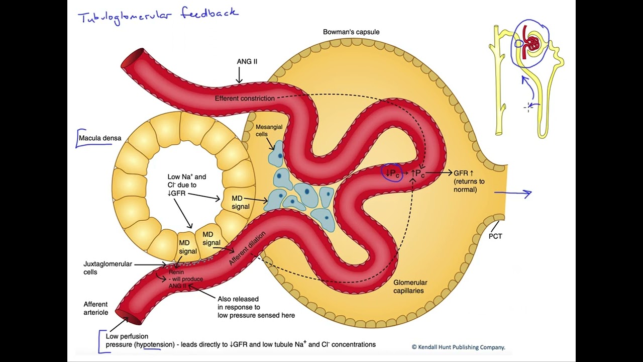 Tubuloglomerular feedback