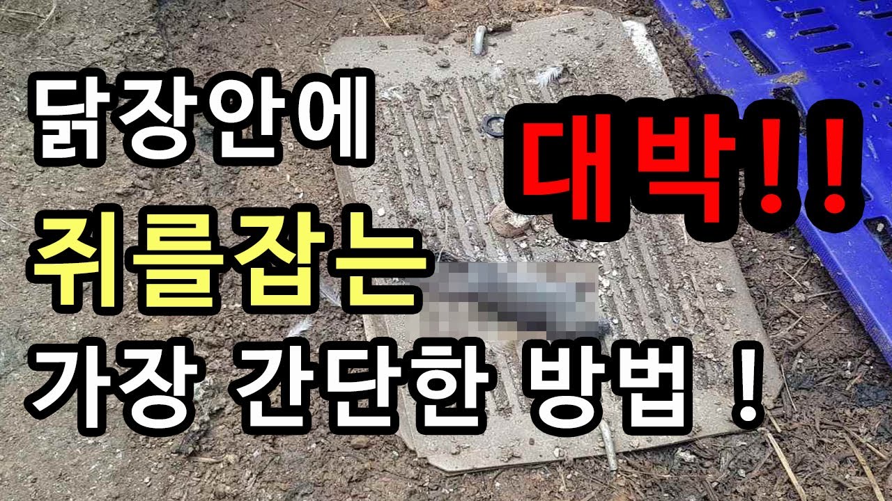 닭장안에 쥐를잡는 가장 확실한 방법(초간단)/How to catch mouse in a chicken coop. simple!!