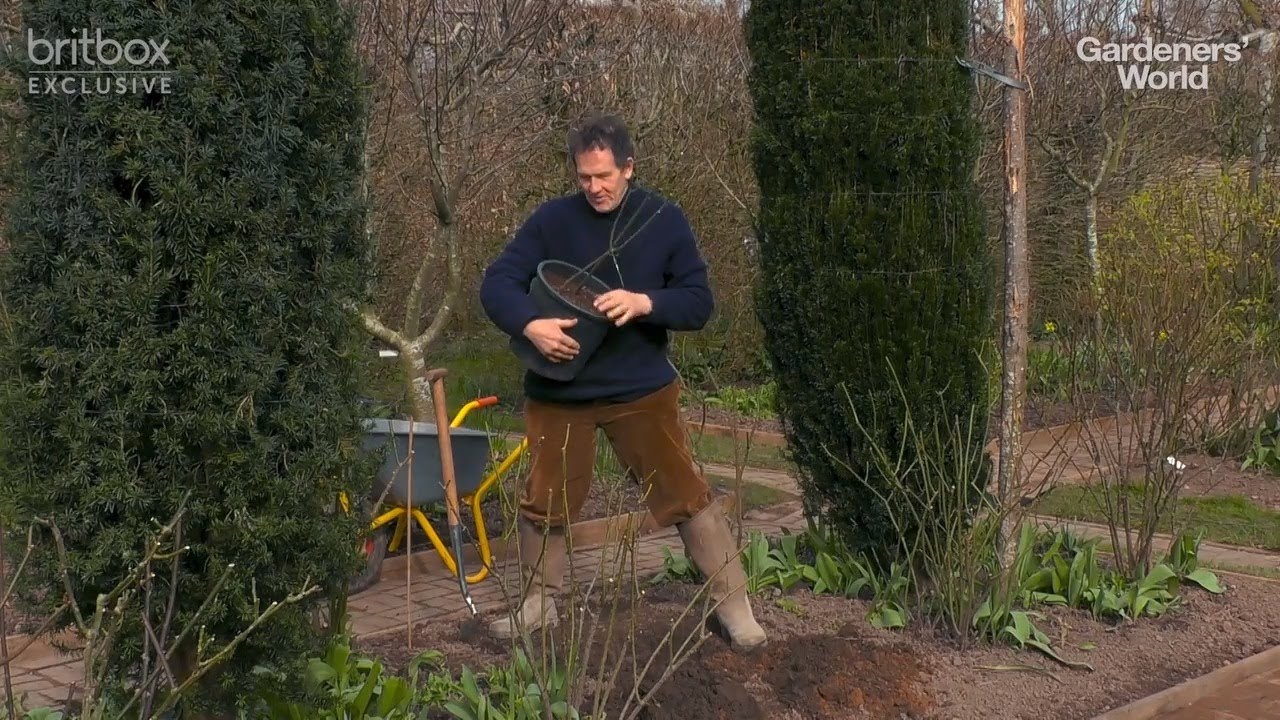 Tips for Planting a Bareroot Rose with Monty Don