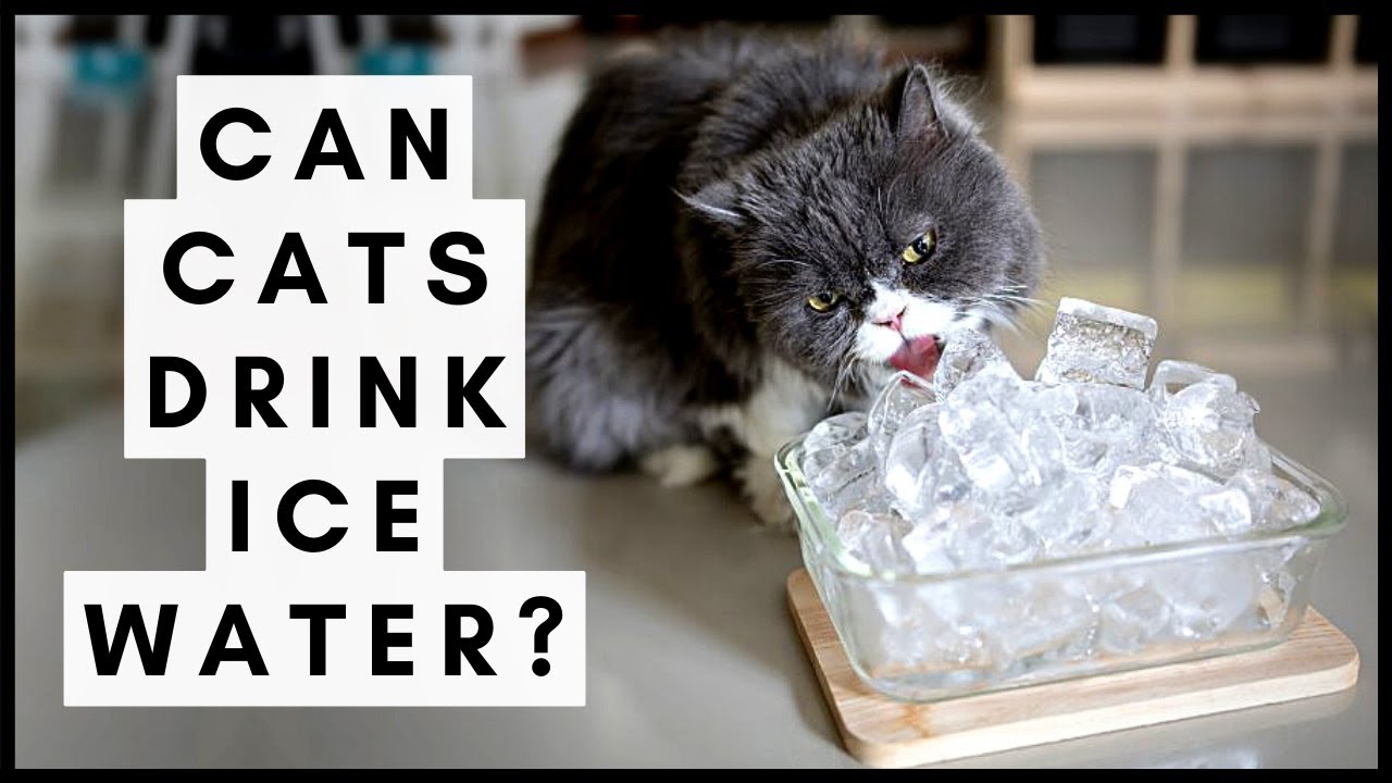 Can Cats Drink Ice Water? Is It Safe To Put Ice In Cats Water?