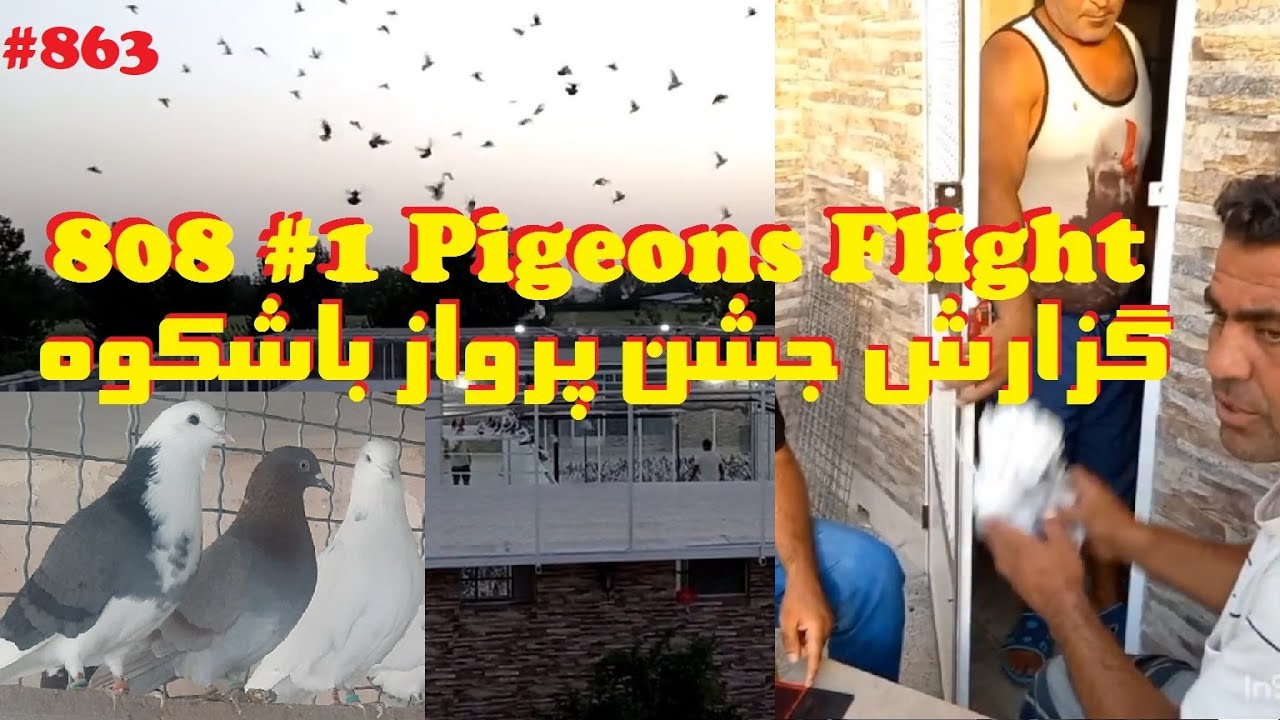 گزارش کوتاه روزمهر تا گروی 808 کبوتر غلام دوستی پایتخت FLIGHT & LANDING OF 808 GREAT TEHRANI PIGEONS