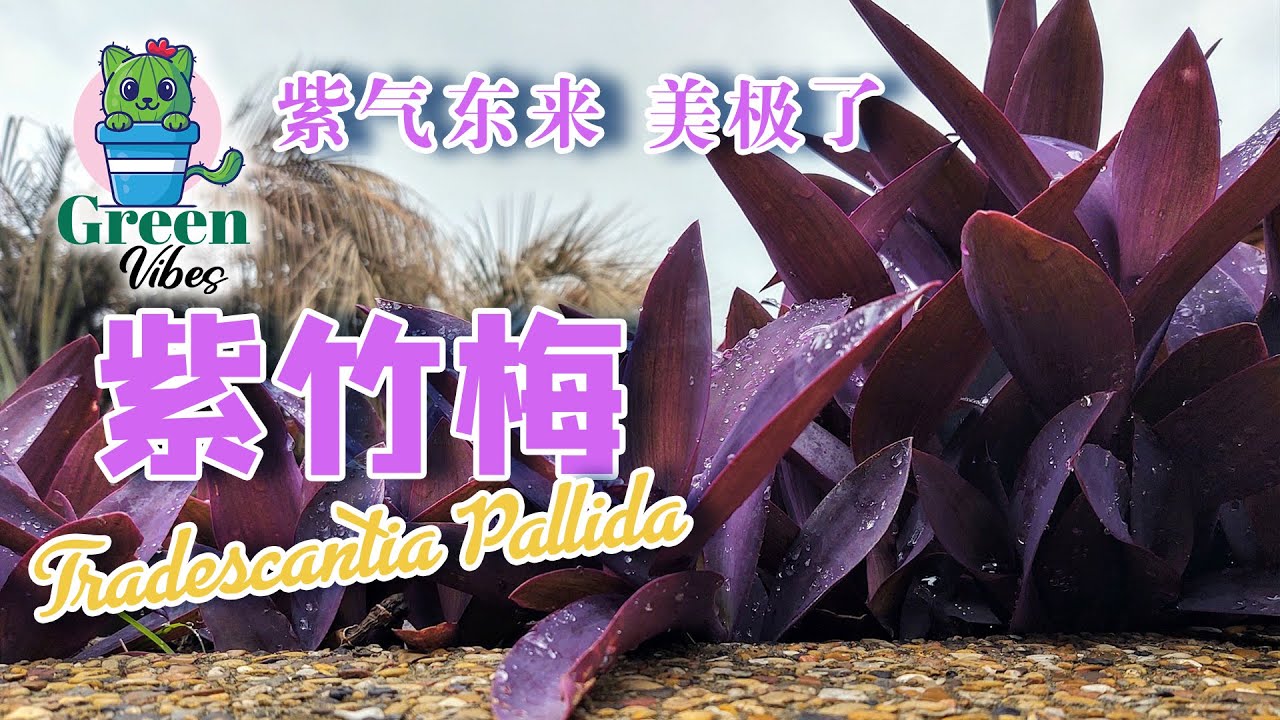 紫竹梅     |     紫气东来